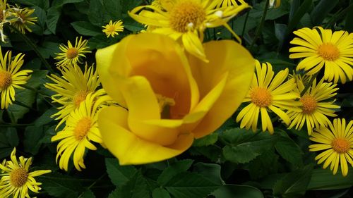 Close-up of yellow flowering plant