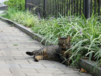 Portrait of cat relaxing outdoors