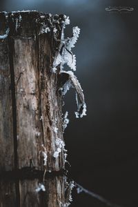 Close-up of frozen tree against sky during winter