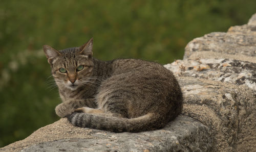 Close-up of cat sitting on rock