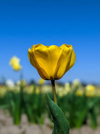 Close-up of yellow flower against sky