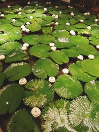 High angle view of lotus water lily