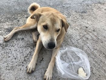 High angle portrait of dog relaxing in plastic