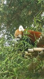 View of an animal in pond