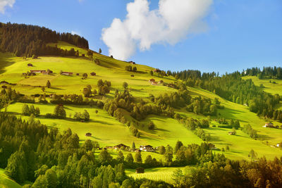 Scenic view of trees growing on hill against sky