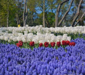 View of purple flowering plants in park