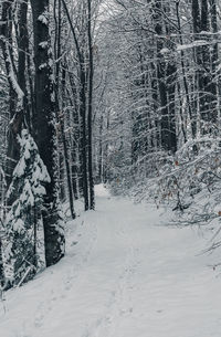 Empty snowy path in forest on a cold winter day