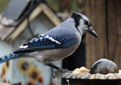 Close-up of bird perching on wood