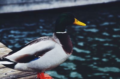 Close-up of mallard duck on pier by lake