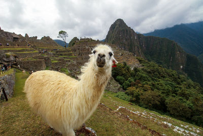 A lama looking at the lens against the machu picchu background.