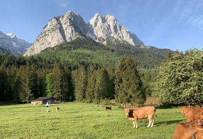 Cows on field against mountain range