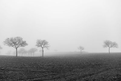 Trees on fog