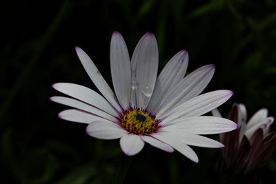 Close-up of white flower