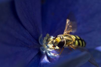 Close-up of insect on flower