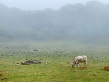 Sheep grazing in a field