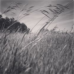 Close-up of stalks in field against sky