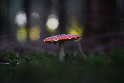 Close-up of mushroom on field