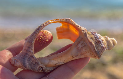 Close-up of hand holding shell