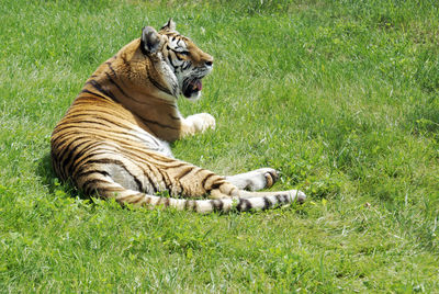 Cat relaxing on field