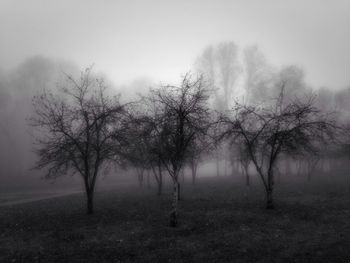 Bare trees in foggy weather