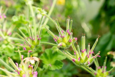 plant
