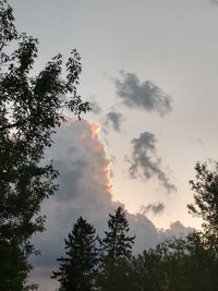 Low angle view of silhouette trees against sky