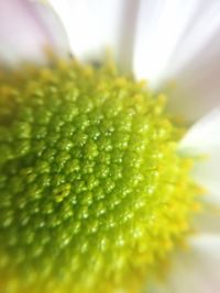 Macro shot of yellow flower