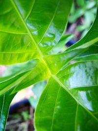 Close-up of raindrops on leaves