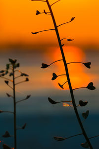 Close-up of silhouette plants against sky during sunset