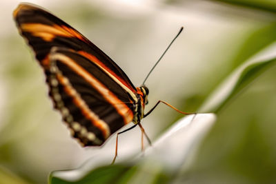 Close-up of butterfly on leaf