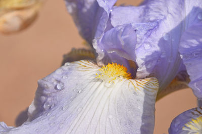 Close-up of flower against blurred background