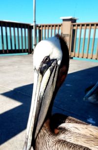 Close-up of bird perching outdoors