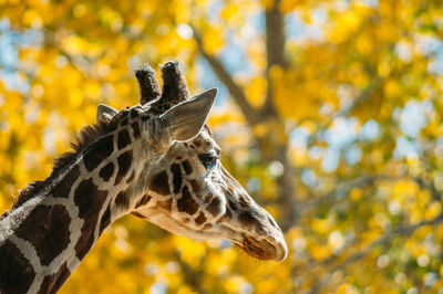 Close-up of giraffe