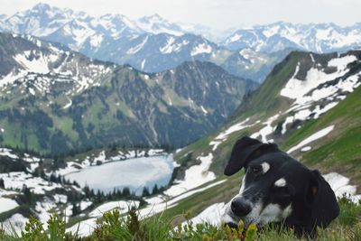 Dog on snow covered mountains