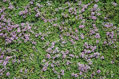 Close-up of purple flowering plants