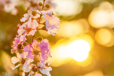 Close-up of cherry blossom