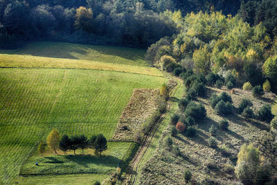 High angle view of agricultural field