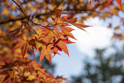 Low angle view of maple leaves on tree