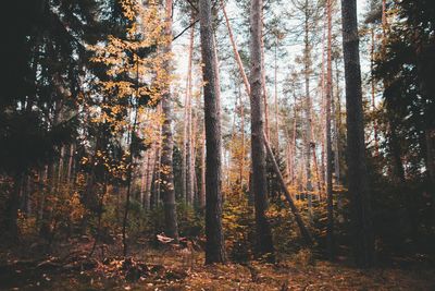 Trees in forest during autumn