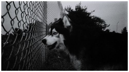 Close-up of dog on tree