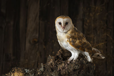 Close-up of owl perching on wood