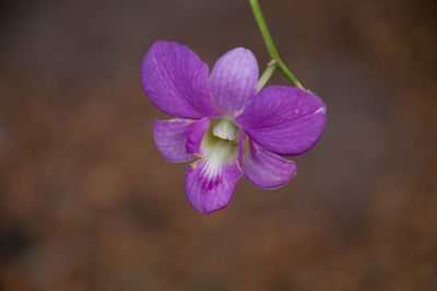 Close-up of purple flowering plant