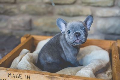 Close-up portrait of dog sitting on wood