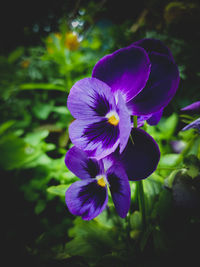 Close-up of purple flowering plant in field