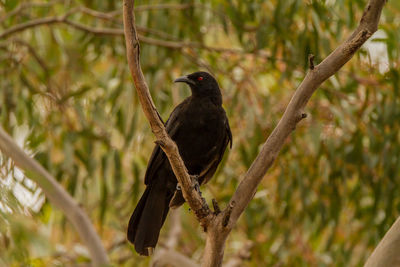 Low angle view of bird perching on branch