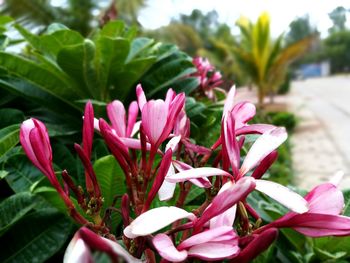 Close-up of pink flowers blooming outdoors