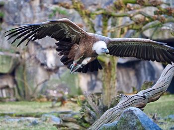 Close-up of vulture flying against trees