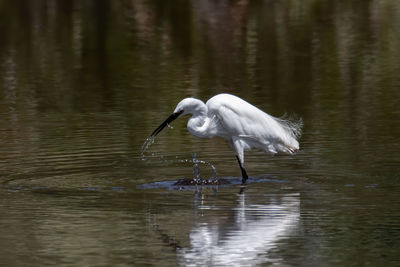 White duck in a lake