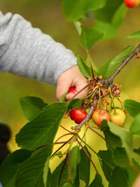 Midsection of red berries growing on plant