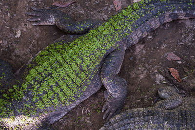 Top view of closeup crocodile big body skin with attached green leaf in zoo.